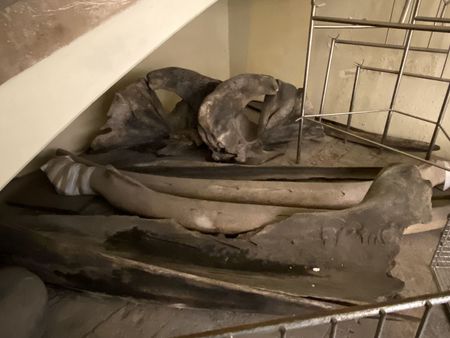 La côte de la baleine du muséum d'histoire naturelle de Perpignan